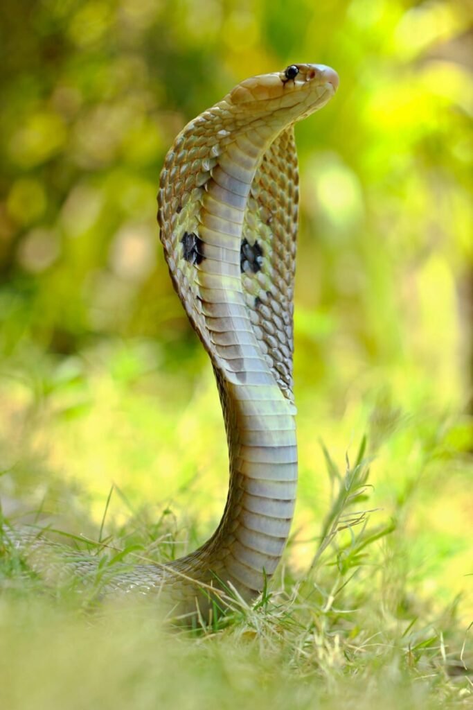 spectacled cobra photographed in the wild